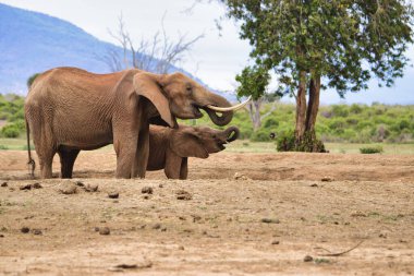 Tsavo Doğu 'daki filler ve Kenya' daki Tsavo Batı Ulusal Parkı