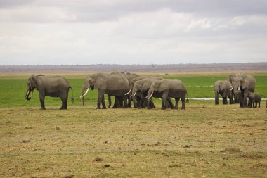 Tsavo Doğu 'daki filler ve Kenya' daki Tsavo Batı Ulusal Parkı