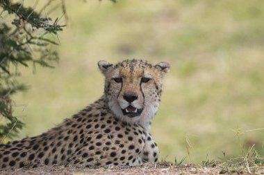 Tsavo Doğu ve Tsavo Batı Ulusal Parkı 'ndaki Çita