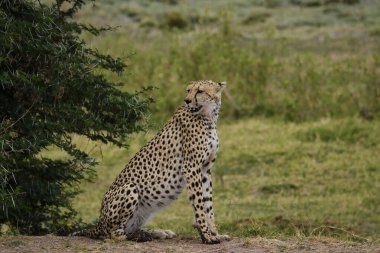 Cheetah in Tsavo East and Tsavo West National Park clipart