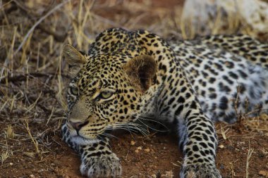 Tsavo Doğu ve Tsavo Batı Ulusal Parkı 'ndaki Leopar.