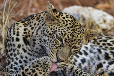 Tsavo Doğu ve Tsavo Batı Ulusal Parkı 'ndaki Leopar.
