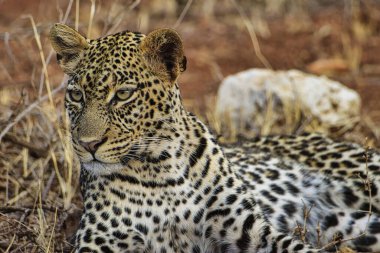 Tsavo Doğu ve Tsavo Batı Ulusal Parkı 'ndaki Leopar.