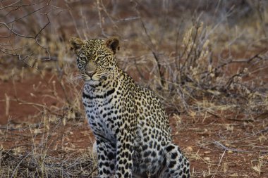 Tsavo Doğu ve Tsavo Batı Ulusal Parkı 'ndaki Leopar.