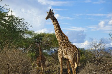 Tsavo Doğu 'da zürafalar, Tsavo Batı' da ve Kenya 'da Amboseli Ulusal Parkı' nda 