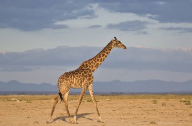 Tsavo Doğu 'da zürafalar, Tsavo Batı' da ve Kenya 'da Amboseli Ulusal Parkı' nda 