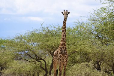 Tsavo Doğu 'da zürafalar, Tsavo Batı' da ve Kenya 'da Amboseli Ulusal Parkı' nda 