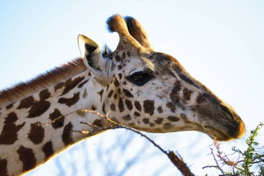 Tsavo Doğu 'da zürafalar, Tsavo Batı' da ve Kenya 'da Amboseli Ulusal Parkı' nda 