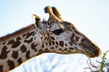 Tsavo Doğu 'da zürafalar, Tsavo Batı' da ve Kenya 'da Amboseli Ulusal Parkı' nda 