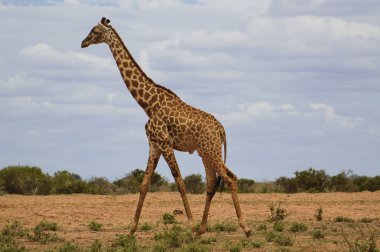 Tsavo Doğu 'da zürafalar, Tsavo Batı' da ve Kenya 'da Amboseli Ulusal Parkı' nda 