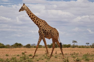 Tsavo Doğu 'da zürafalar, Tsavo Batı' da ve Kenya 'da Amboseli Ulusal Parkı' nda 