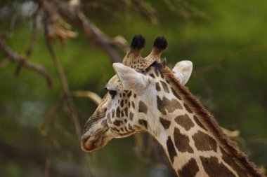 Tsavo Doğu 'da zürafalar, Tsavo Batı' da ve Kenya 'da Amboseli Ulusal Parkı' nda 