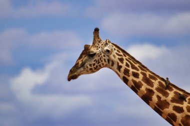 Tsavo Doğu 'da zürafalar, Tsavo Batı' da ve Kenya 'da Amboseli Ulusal Parkı' nda 