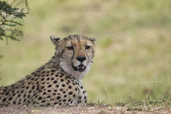 Cheetah Tsavo East Tsavo West National Park — Foto de Stock