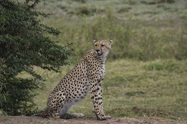 Tsavo Doğu ve Tsavo Batı Ulusal Parkı 'ndaki Çita