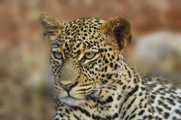 Леопард Західному Національному Парку Цаво Схід — стокове фото