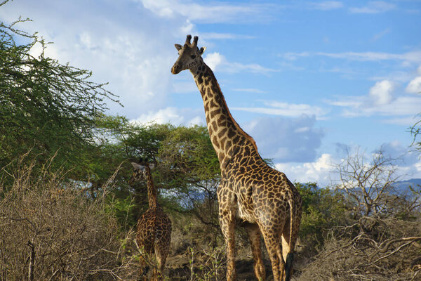 Giraffes in the Tsavo East, Tsavo West and Amboseli National Park in Kenya