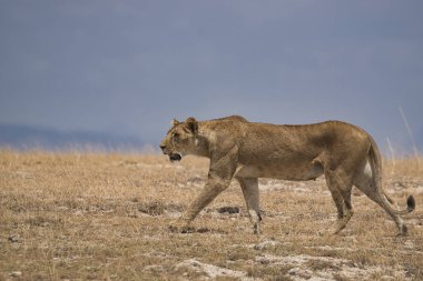 Savanadaki aslanlar Tsavo Doğu ve Tsavo Batı Ulusal Parkı 'nda