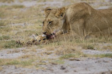 Savanadaki aslanlar Tsavo Doğu ve Tsavo Batı Ulusal Parkı 'nda