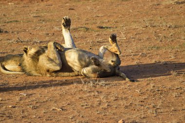 Savanadaki aslanlar Tsavo Doğu ve Tsavo Batı Ulusal Parkı 'nda