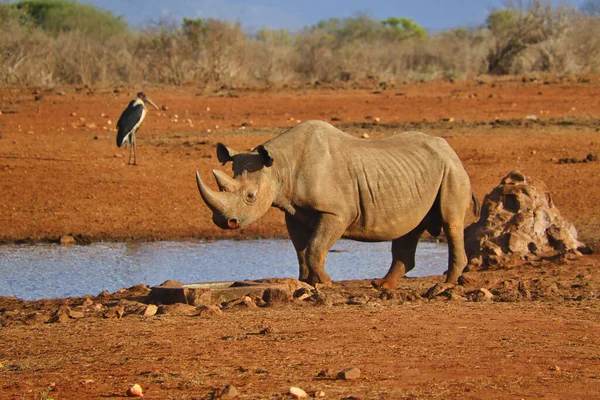 Rhino Tsavo East Tsavo West Amboseli National Park Kenya — Stock Photo, Image