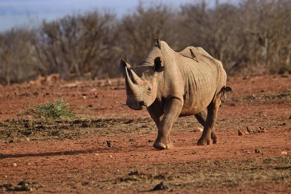 Tsavo Doğu 'daki Gergedan, Tsavo Batı ve Kenya' daki Amboseli Milli Parkı