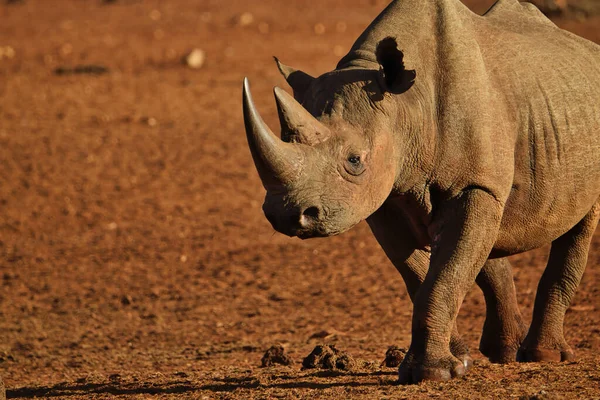 Rhino Tsavo Øst Tsavo Vest Amboseli Nasjonalpark Kenya – stockfoto