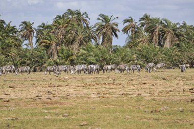 Zebra Tsavo Doğu 'da, Tsavo Batı' da ve Amboseli Ulusal Parkı Kenya 'da