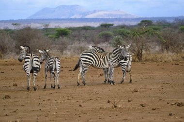 Zebra Tsavo Doğu 'da, Tsavo Batı' da ve Amboseli Ulusal Parkı Kenya 'da