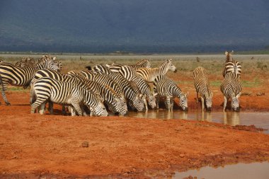 Zebra Tsavo Doğu 'da, Tsavo Batı' da ve Amboseli Ulusal Parkı Kenya 'da