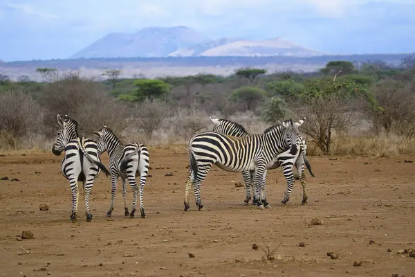 Zebras Tsavo East Tsavo West Und Amboseli National Park Kenia — Stockfoto