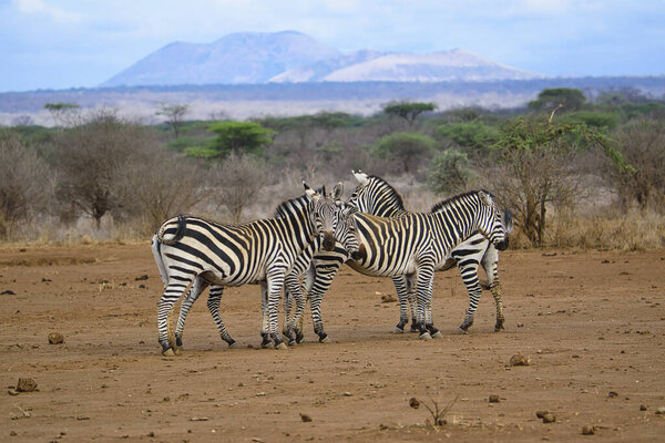 Zebra in the Tsavo East, Tsavo West and Amboseli National Park in Kenya