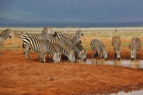 Zebra Tsavo East Tsavo West Och Amboseli National Park Kenya — Stockfoto