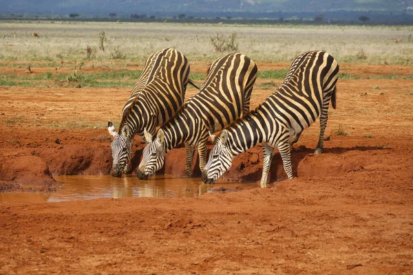 Zebras Tsavo East Tsavo West Und Amboseli National Park Kenia — Stockfoto