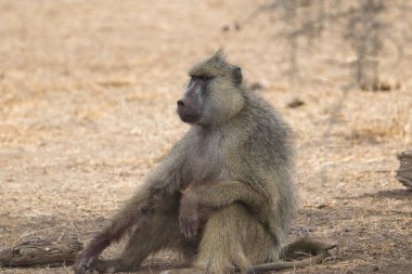 Tsavo Doğu 'da Babun, Tsavo Batı ve Kenya' da Amboseli Milli Parkı 