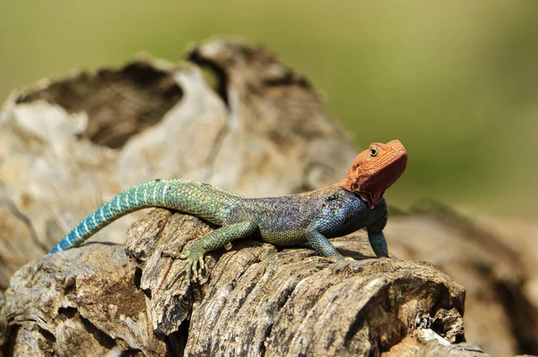 Beautiful Colored Agama Lizard Stone — Fotografia de Stock