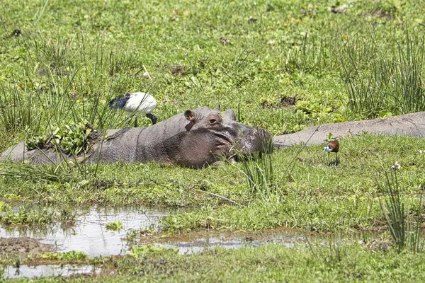 Hippo in the Okavango National Park in Botswana