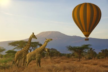 Amboseli Milli Parkı 'ndaki Zürafalar ve Kilimanjaro Dağı