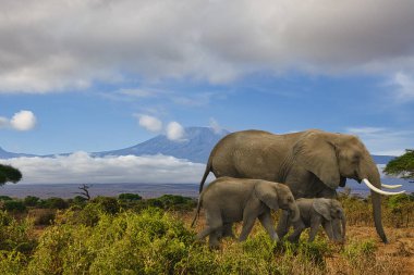 Amboseli Milli Parkı 'nda filler ve Kilimanjaro Dağı 