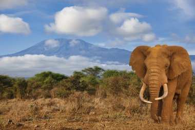 Amboseli Milli Parkı 'nda filler ve Kilimanjaro Dağı 