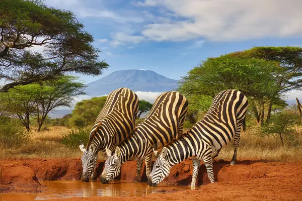Zebra Och Berget Kilimanjaro Amboseli Nationalpark — Stockfoto