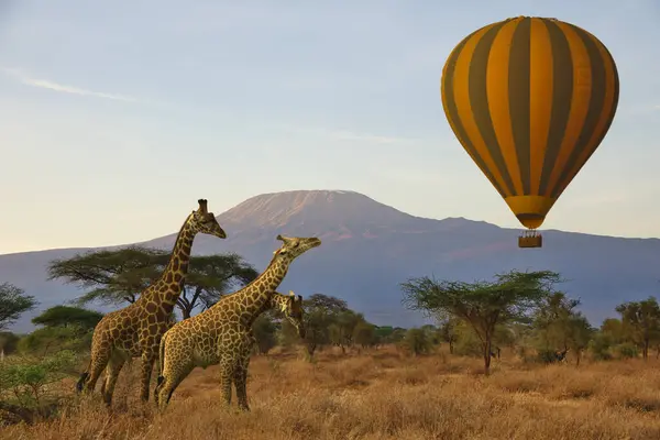 Giraffen Und Der Kilimandscharo Amboseli Nationalpark Stockbild