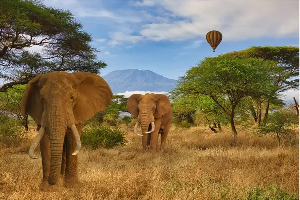 Слони Гора Кіліманджаро Національному Парку Амбоселі Стокова Картинка