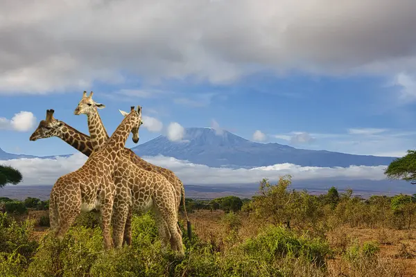 Жираф Гора Кіліманджаро Національному Парку Амбоселі Ліцензійні Стокові Фото