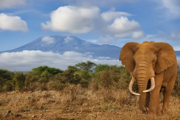Слони Гора Кіліманджаро Національному Парку Амбоселі Стокове Фото