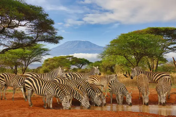 Zebra Und Kilimandscharo Amboseli Nationalpark Stockbild