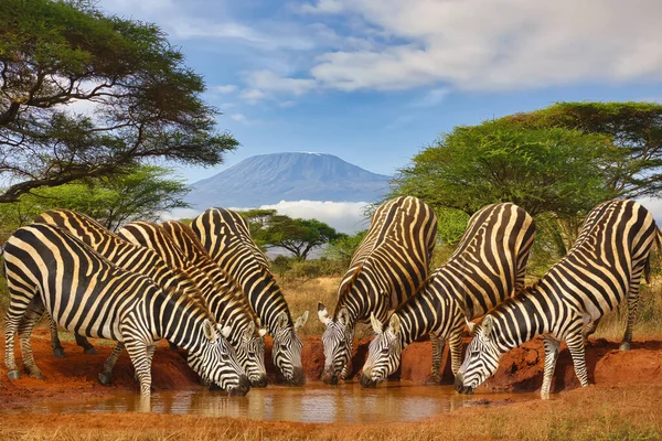 Zebra Monte Kilimanjaro Parque Nacional Amboseli Fotografias De Stock Royalty-Free