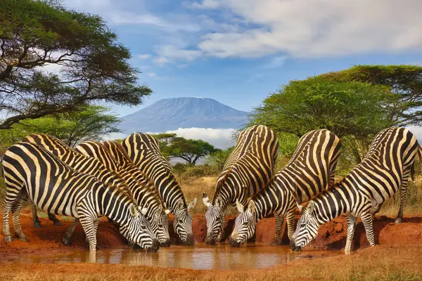 Zebra Monte Kilimanjaro Parque Nacional Amboseli Imagens Royalty-Free