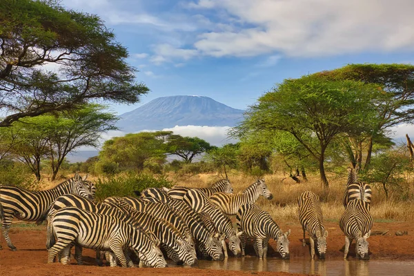 Zebra Monte Kilimanjaro Parque Nacional Amboseli Fotografia De Stock