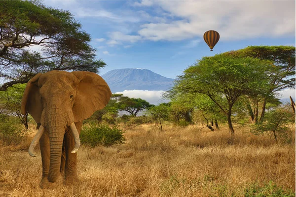 Слони Гора Кіліманджаро Національному Парку Амбоселі Стокове Зображення